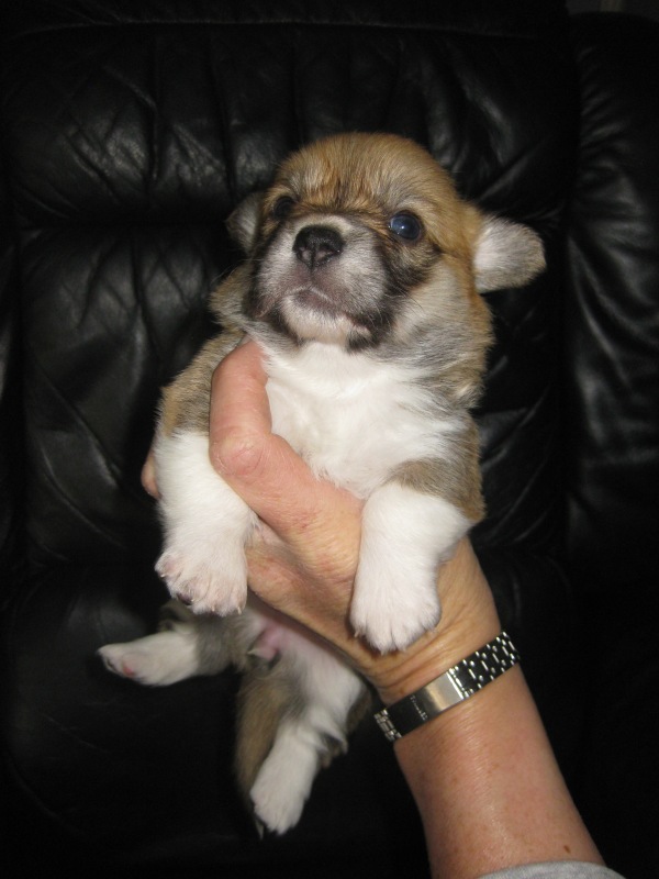 Puppies